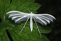 White Plume Moth (Pterophorus pentadactyla), Switz