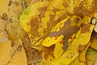 Tent Caterpillar Moth (Chrysopsyche lutulenta) cam