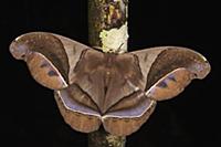 Saturniid Moth (Saturniidae), Yasuni National Park