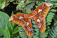 Saturniid Moth (Rothschildia orizaba), Septimo Par