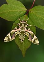 Oleander Hawkmoth (Daphnis nerii) adult, resting o