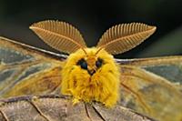 Saturniid Moth (Rhodinia fugax) male, Qinling Moun