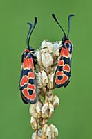 Auspicious Burnet (Zygaena fausta) moth pair, Swit