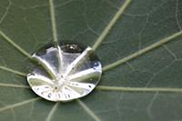 Water drop in leaf of lupine, Germany