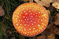 Fly Agaric (Amanita muscaria) mushroom cap, Losser