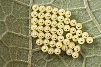 Stink Bug (Pentatomidae) eggs, Antananarivo, Madag