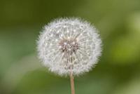 Dandelion (Taraxacum officinale) seed head, Lost C