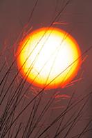 Sun and grasses, eastern Mongolia