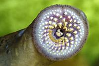 Lamprey (Petromyzon marinus) mouth showing teetch,