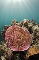 Mushroom Coral (Fungia scutaria), Fiji