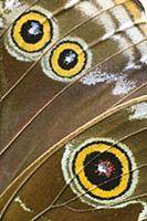 Blue Morpho (Morpho peleides) butterfly wing with 