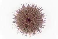 Sand Sea Urchin (Psammechinus miliaris) diameter a