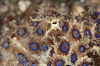 Greater Blue-ringed Octopus (Hapalochlaena lunulat