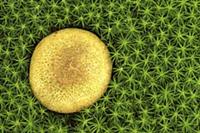 Common Earthball (Scleroderma citrinum) mushroom, 