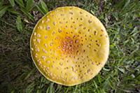 Fly Agaric (Amanita muscaria) mushroom, Grand Mara