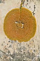 Round lichen on sandstone, Cataract Canyon, Canyon