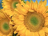 Common Sunflower (Helianthus annuus) group showing