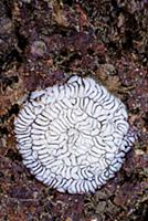 Shagrug Nudibranch (Aeolidia papillosa) eggs, Neth