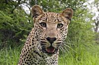 Leopard (Panthera pardus), Botswana