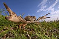 Crab (Potamonautes sp) in defensive posture, Silak