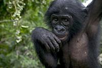 Bonobo (Pan paniscus) juvenile orphan, Sanctuary L