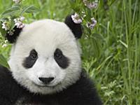 Giant Panda (Ailuropoda melanoleuca) portrait, cap