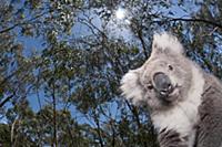 Koala (Phastolarctos cinereus) in Gum Tree (Eucaly