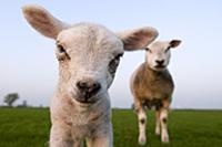 Domestic Sheep (Ovis aries) lamb, Veenwouden, Frie