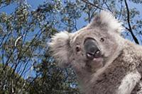 Koala (Phastolarctos cinereus) in Gum Tree (Eucaly