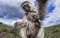 Black-faced Vervet Monkey (Cercopithecus aethiops)