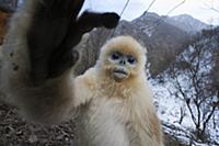 Golden Snub-nosed Monkey (Rhinopithecus roxellana)