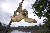 Brown-throated Three-toed Sloth (Bradypus variegat