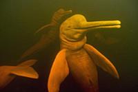 Amazon River Dolphin (Inia geoffrensis) group swim