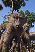 Olive Baboon (Papio anubis) juveniles, Masai Mara 