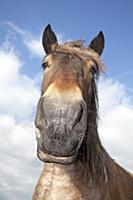 Domestic Horse (Equus caballus) portrait, Oeffelt,