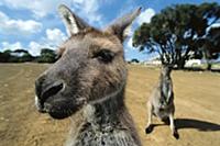 Western Grey Kangaroo (Macropus fuliginosus) group