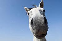 Domestic Horse (Equus caballus), Florida