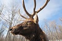 Elk (Cervus elaphus) bull, Omega Park, Montebello,