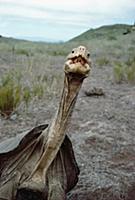 Saddleback Galapagos Tortoise (Chelonoidis nigra h