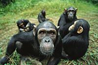 Chimpanzee (Pan troglodytes) female looking into t