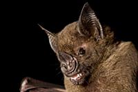 Greater Spear-nosed Bat (Phyllostomus hastatus) ju