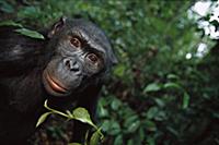 Bonobo (Pan paniscus) portrait of a male, ABC Sanc