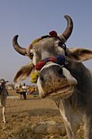 Domestic Cattle (Bos taurus) in cattle section at 