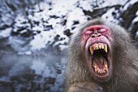 Japanese Macaque (Macaca fuscata) male yawning whi