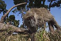 Olive Baboon (Papio anubis) juvenile inspecting ca