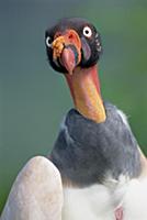 King Vulture (Sarcoramphus papa) in natural arid f