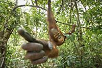 Orangutan (Pongo pygmaeus) juvenile investigating 