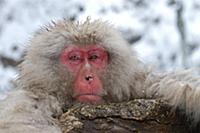 Japanese Macaque (Macaca fuscata) head, Resting at