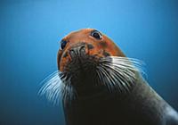 Bearded Seal (Erignathus barbatus) with head stain