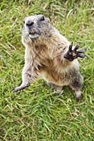 Alpine Marmot (Marmota marmota) reaching towards t